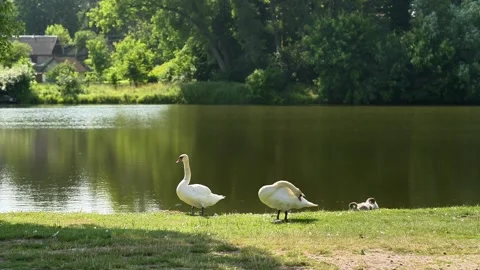 Two swans with chicks stand beside lake water, surrounded by trees. Video stock 342272513