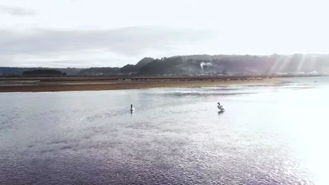 Two swans couple close up over a bubbling lake Stock Footage 170758087