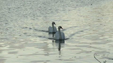 Two swans cruise down a river Stock Footage 33463907