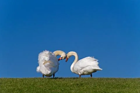 Two Swans on dike Foto stock