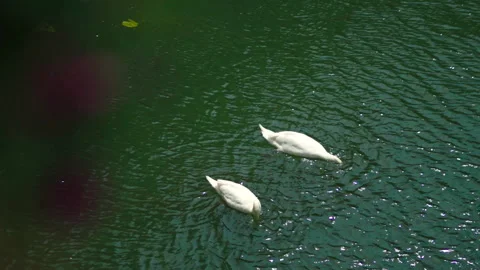 Two swans dipping heads in Yonne River, Sens, France Vídeos de archivo 339201298