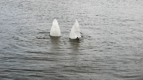 Two Swans Dive In The Rippled Lake Water In Hyde Park Stock Footage 104624434