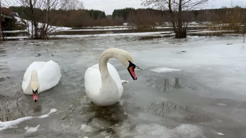 Two swans eat bread in the snow. Video stock 229166337