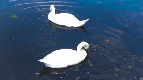 Two swans eat leaves Stock Footage 77206751