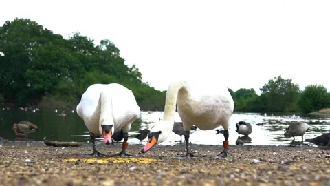 Two Swans Eat Lunch, Various Birds in Background, Slow Motion, Long Shot Stock Footage 170496715