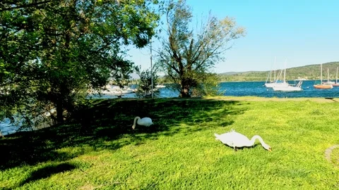 Two swans eating on the meadow Stock-Footage 284956139