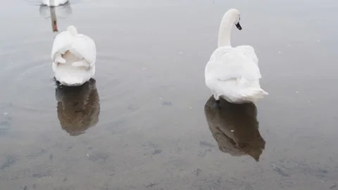 Two swans fall in love while the third looks jealous Stock Footage 142481500