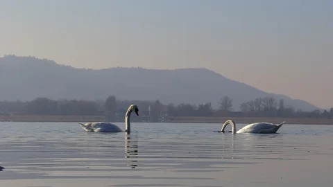 Two swans feed on algae, diving from the bottom, taking turns diving under water Stock Footage 122494701