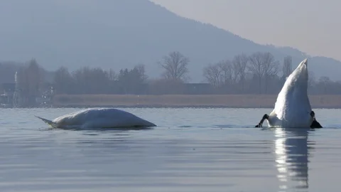 Two swans feed on algae, diving from the bottom, taking turns diving under water Stock Footage 122838055