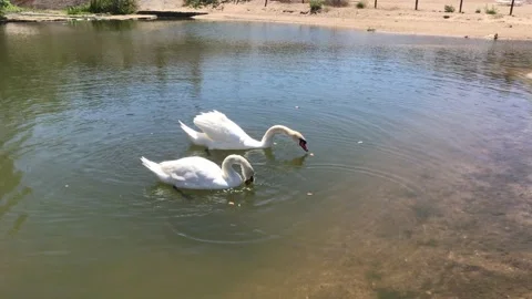 Two swans feed on the lake Stock Footage 166853882