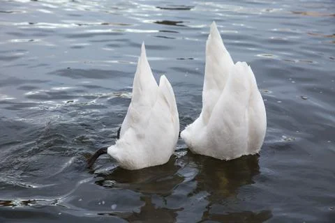 Two swans feed Stock Photos