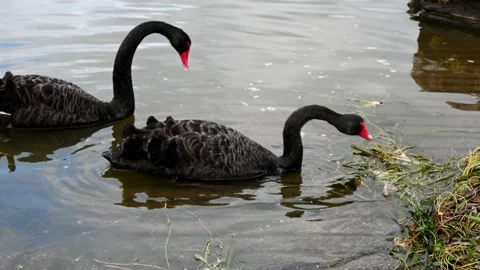 Two Swans Feeding at the Boat Ramp Lake Mulwala Stock Footage