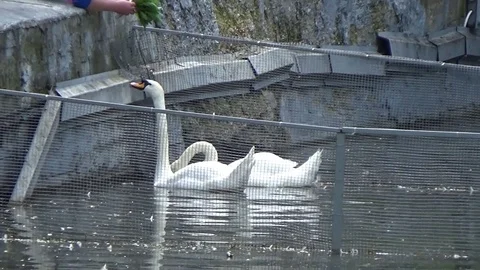 Two swans feeding from the hands Stock Footage 77207026