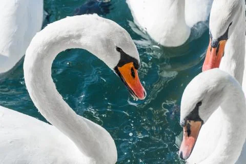 Two swans fighting Stock Photos