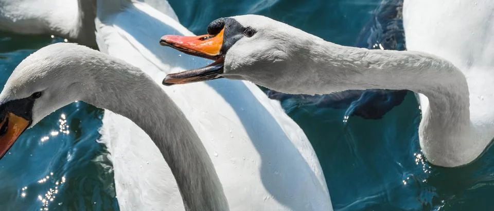 Two swans fighting Stock Photos