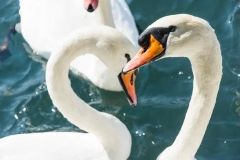 Two swans fighting Stock Photos