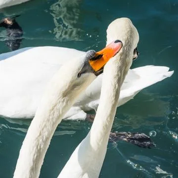 Two swans fighting Stock Photos