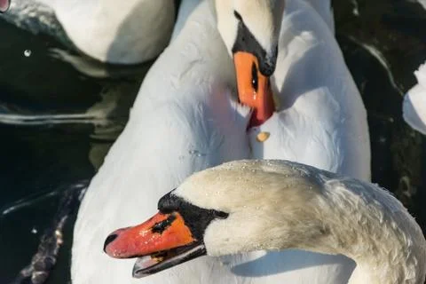 Two swans fighting Stock Photos