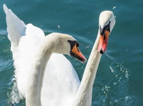 Two swans fighting Fotos de archivo