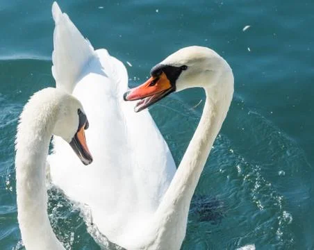 Two swans fighting Stock Photos