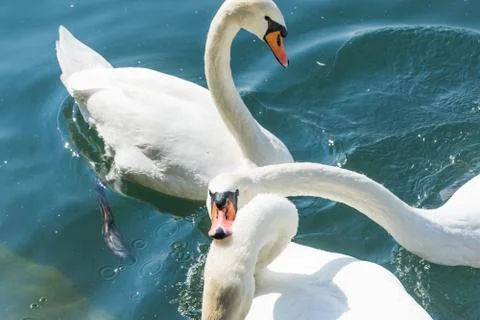 Two swans fighting Stock Photos