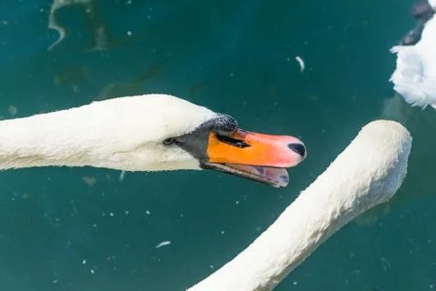 Two swans fighting Stock Photos