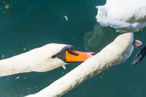 Two swans fighting Stock Photos