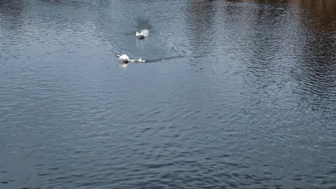Two swans flapping wings on water creating splashes slow motion scene Stock Footage 332675107
