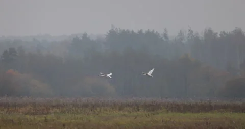 Two swans in flight against a forest background, 4K slow motion Video stock 166564511