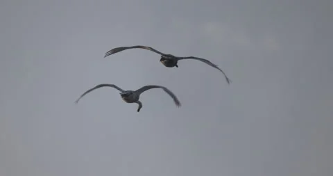 Two Swans in Flight against the Sky, 4K slow motion Stock Footage 166860357