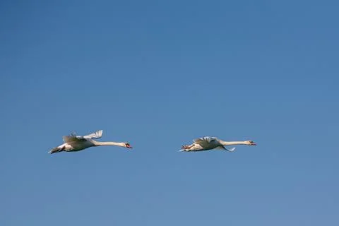 Two swans in flight Fotos Stock