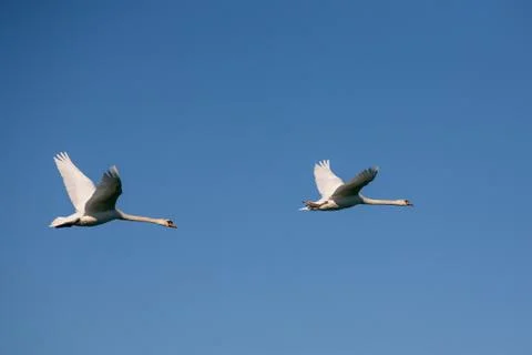 Two swans in flight Stock Photos