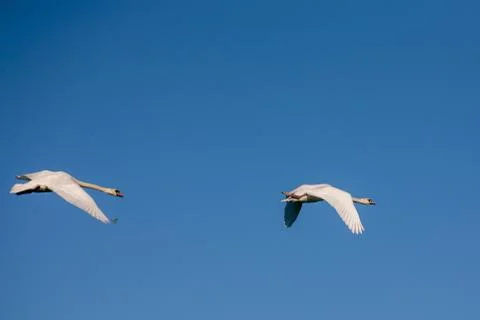Two swans in flight Photos