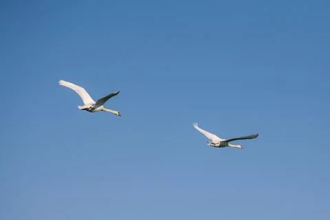 Two swans in flight Photos