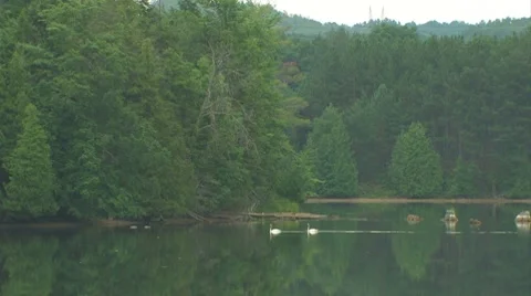 Two swans float down a river. Stock Footage 7765585