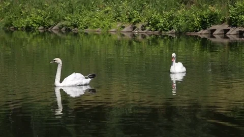 Two swans float on the lake Video stock 69861823