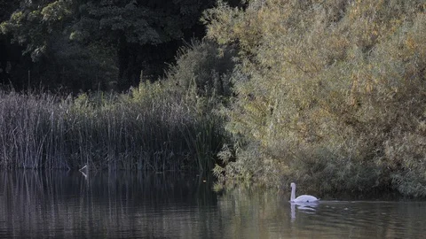 Two Swans Float Serenely Down the River Vídeo Stock 120254713