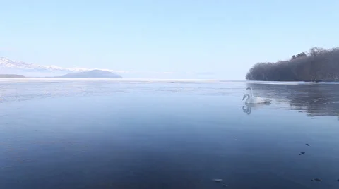 Two swans floating on a hot spring in Japan - Wide Shot Stock Footage 49960030
