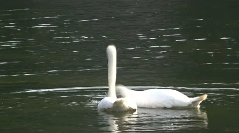 Two swans floating on the water Video stock 53818205