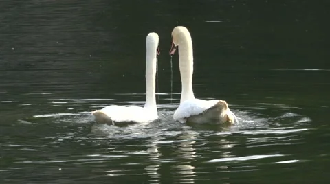 Two swans floating on the water Video stock 53818386