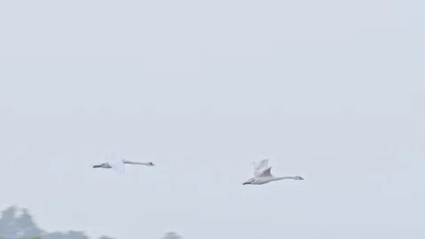 Two swans flyes through the blue sky Video stock 107597097