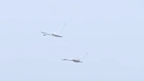 Two swans flyes through the blue sky Stock-Footage 107597139