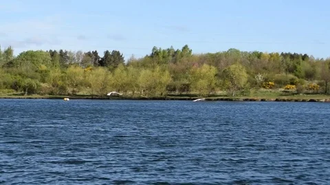 Two Swans Flying Over Lake In Slow Motion Stock Footage