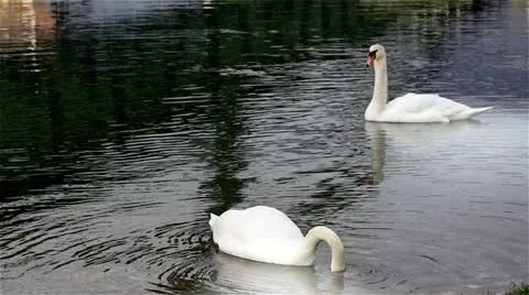 Two swans 動画素材 21299383
