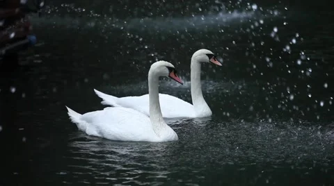 Two swans Stock Footage 65233630