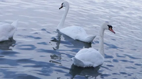 Two swans Stock Footage 80145893