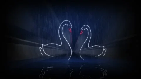 Two swans Video stock 126983819