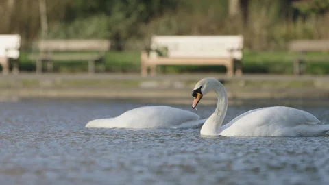 Two Swans Foraging in Pond with Park Benches in Background 库存影片 332632309