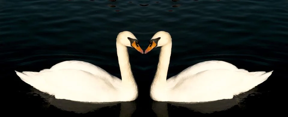 Two swans form a symmetrical pattern as they swim and glide on the surface of Stock Photos