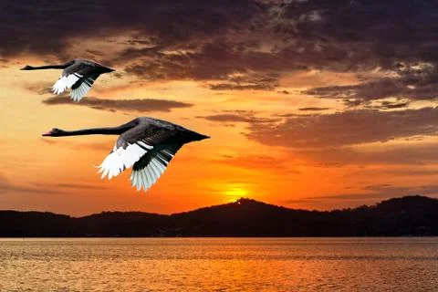 Two Swans in Full Flight at Dawn. Stock Photos